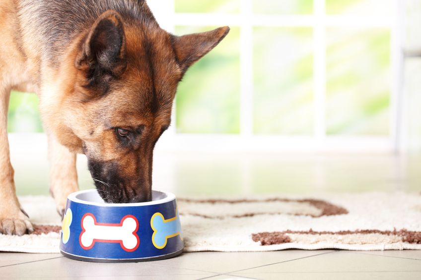 dog eating from food bowl